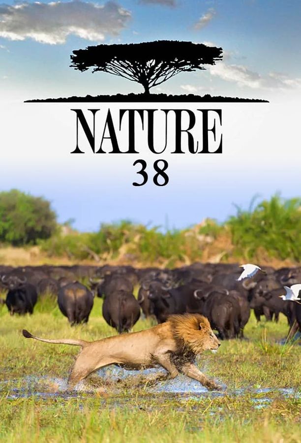 自然    第⁨三十八⁩季
    Nature (2019)