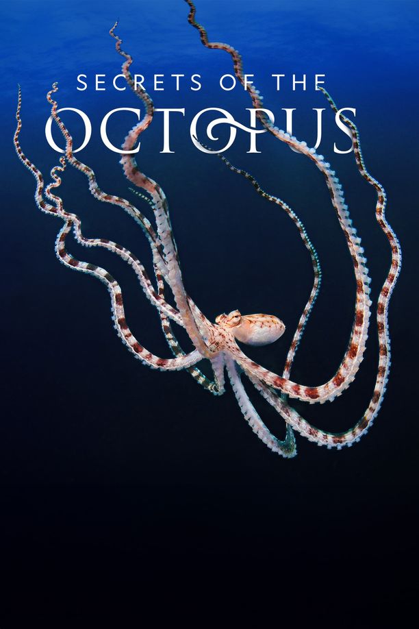 章鱼的秘密Secrets of the Octopus (2024)